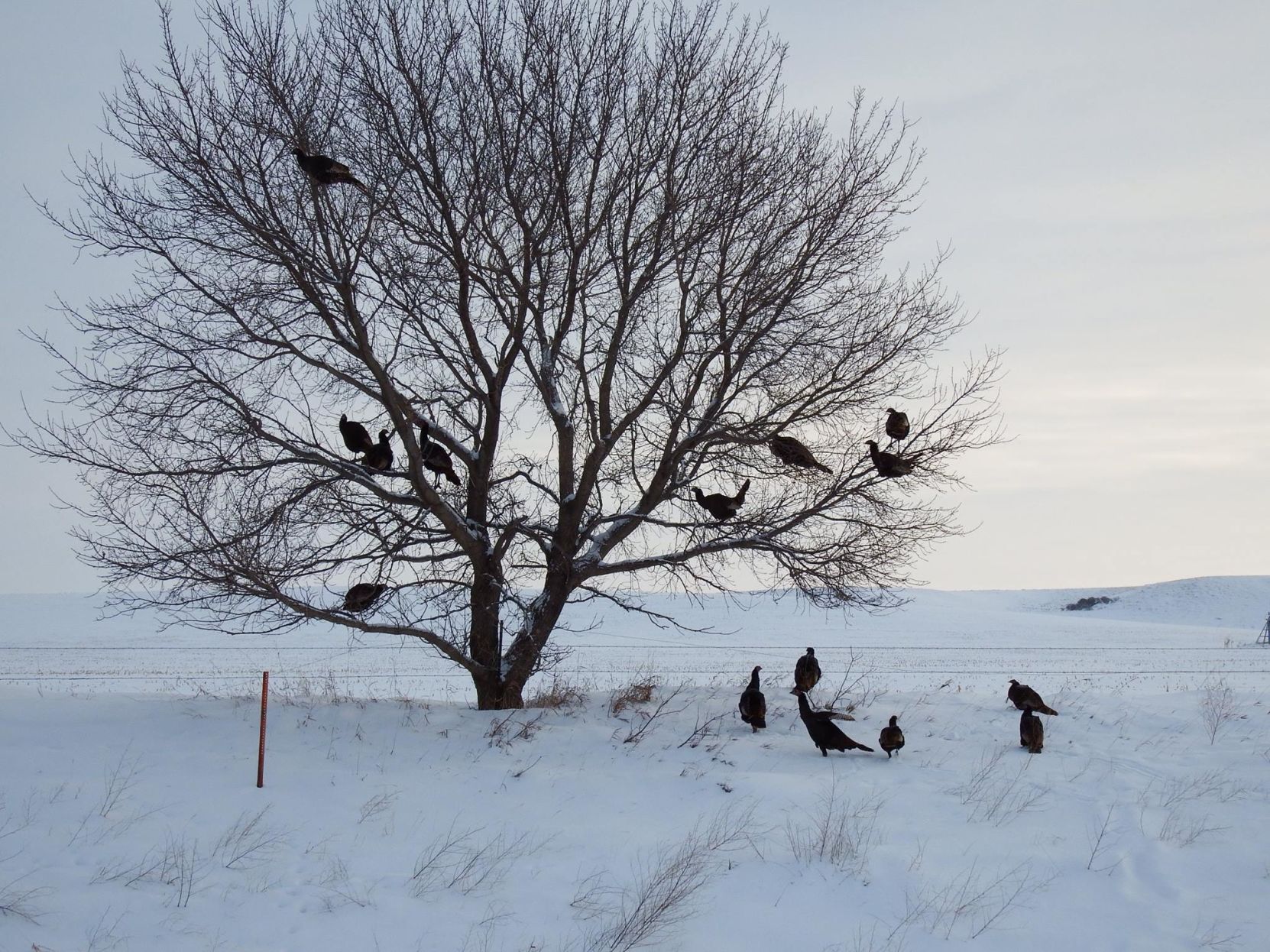 Roosting